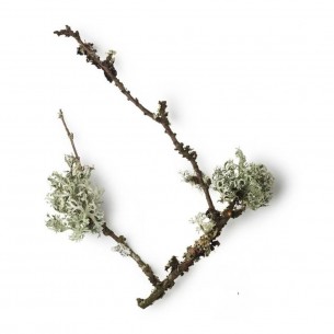 After shave balsam Taylor of Old Bond Street Royal Forest