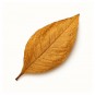 After shave balsam Taylor of Old Bond Street Tabacco Leaf
