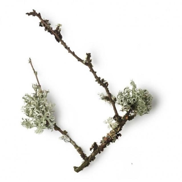 Lotiune After Shave Fara Alcool Taylor of Old Bond Street Royal Forest 50 ml -